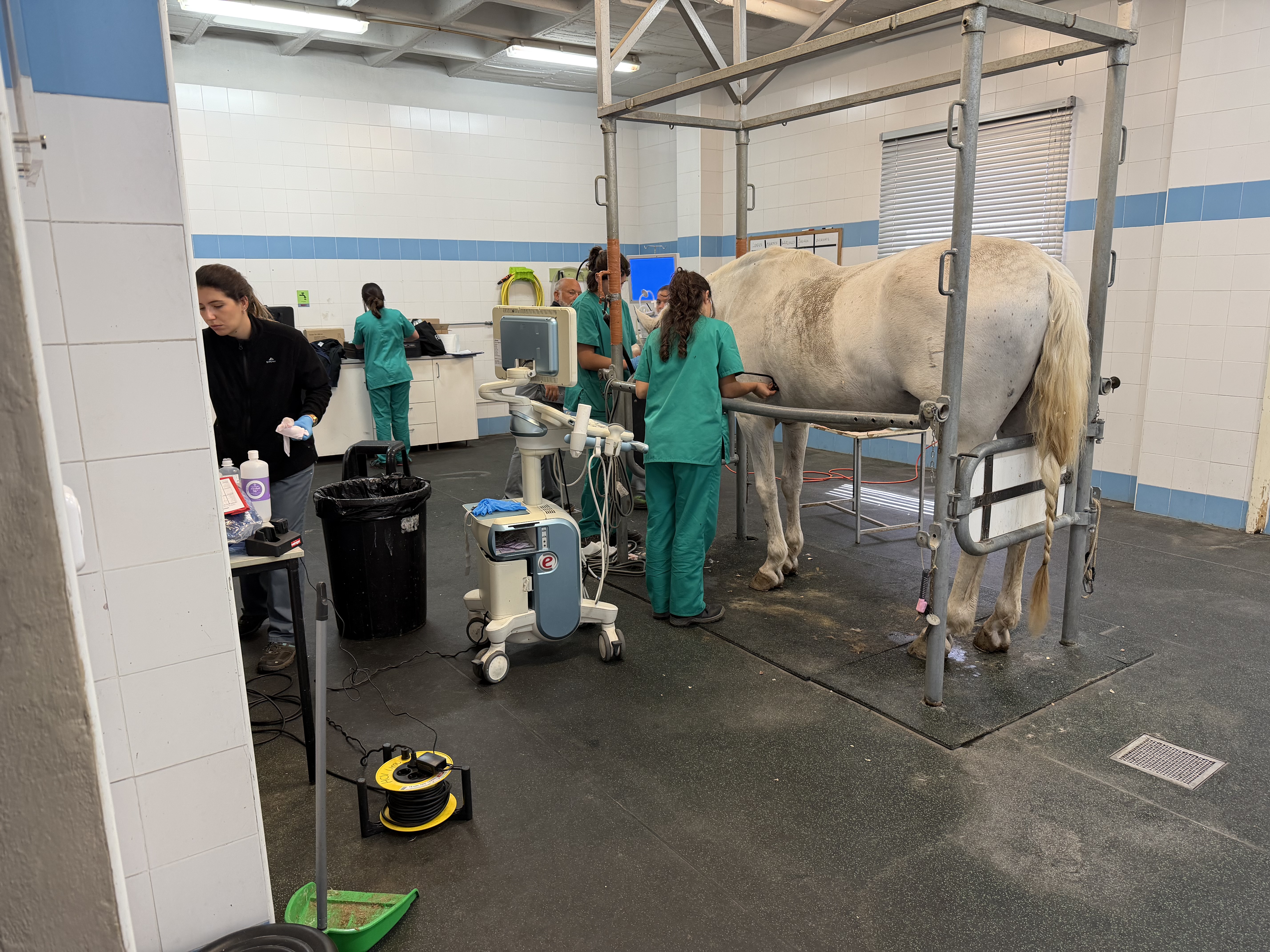 Atención veterinaria para los caballos en Equus Export