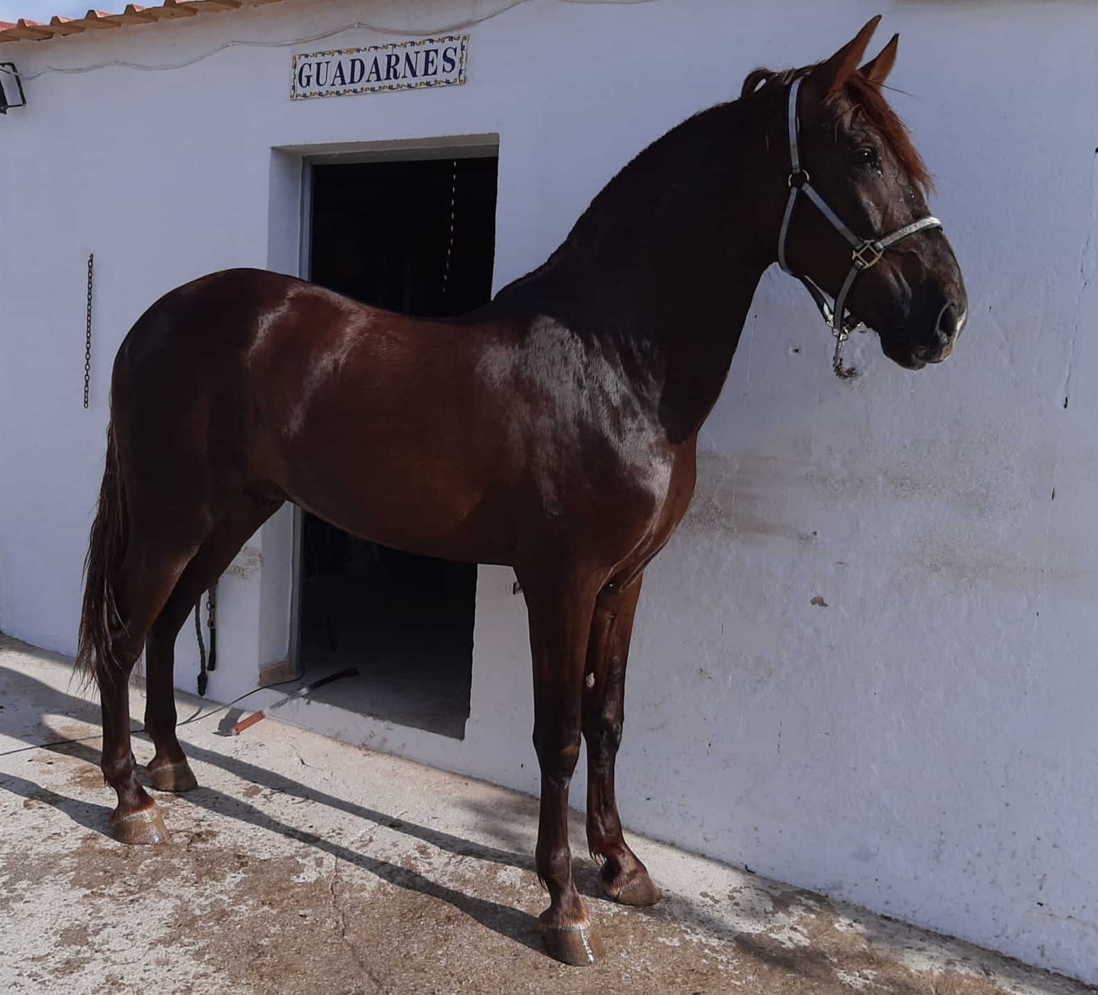 Caballo alazán posando frente al guadarnés de Equus Export, ejemplar preparado para el proceso de exportación internacional. exportar caballos a México