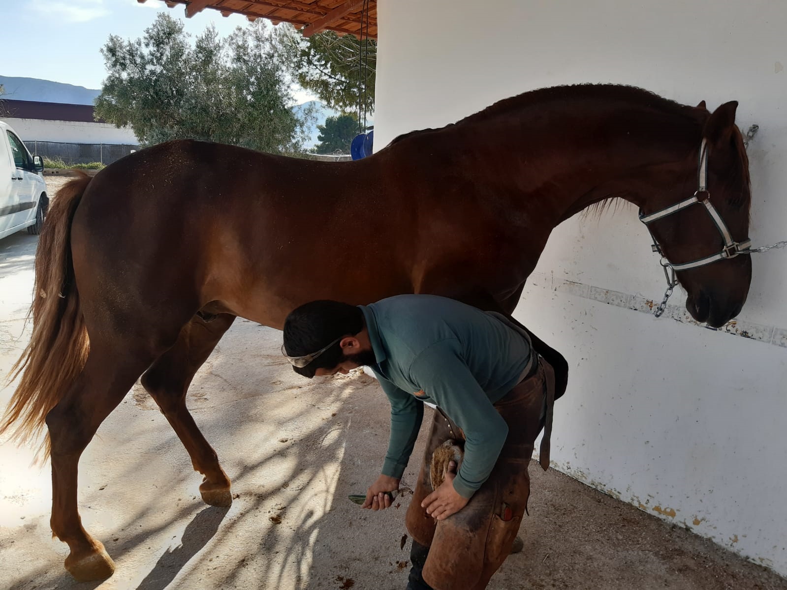 Exportar caballos a Estados Unidos desde España: Guía