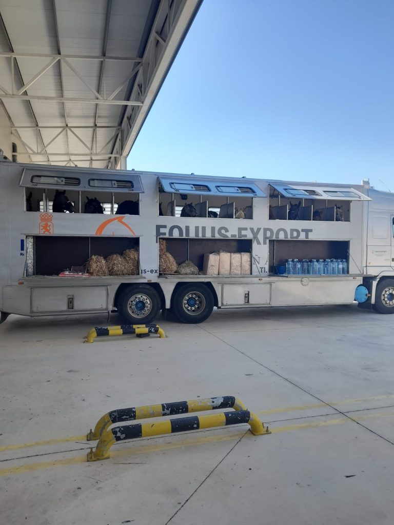 Transporte internacional de caballos por avión: Logística y bienestar en las alturas