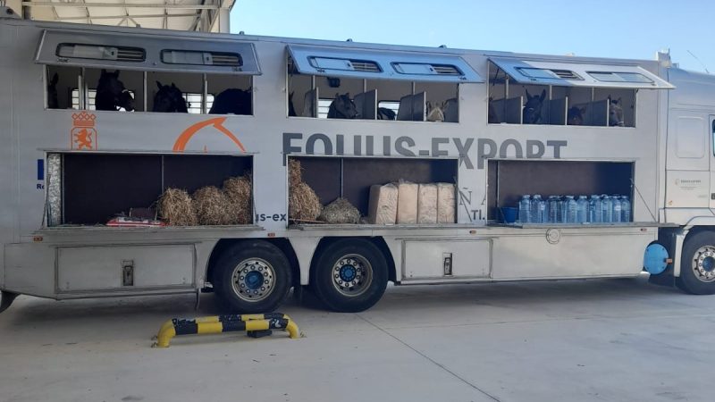 Preparativos de transporte de caballos en instalaciones Equus Export