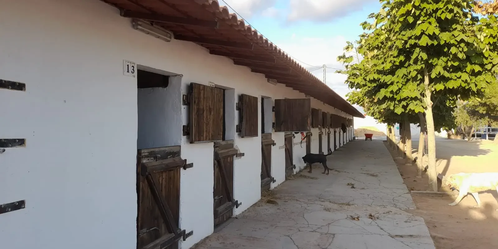 Cuarentena de caballos para exportación