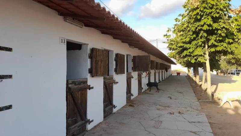 Cuarentena de caballos para exportación